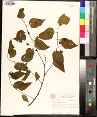 Celtis laevigata image