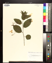 Impatiens pallida image