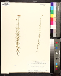 Sclerolepis uniflora image