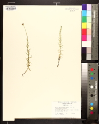 Sclerolepis uniflora image