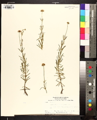 Sclerolepis uniflora image