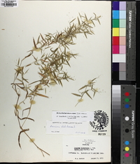 Dichanthelium dichotomum subsp. microcarpon image