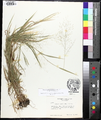 Panicum philadelphicum image