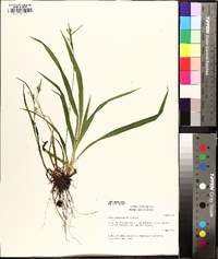 Carex leptonervia image