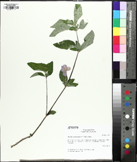 Ruellia caroliniensis image