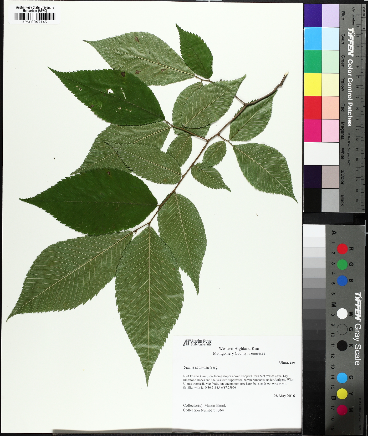 Ulmus serotina image