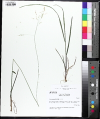 Poa cuspidata image