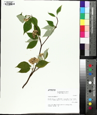 Swida alternifolia image