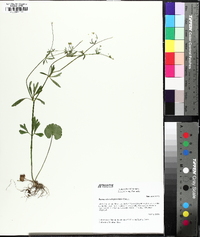 Ranunculus allegheniensis image