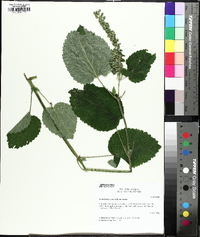 Scutellaria ovata image