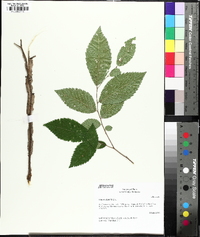 Ulmus alata image