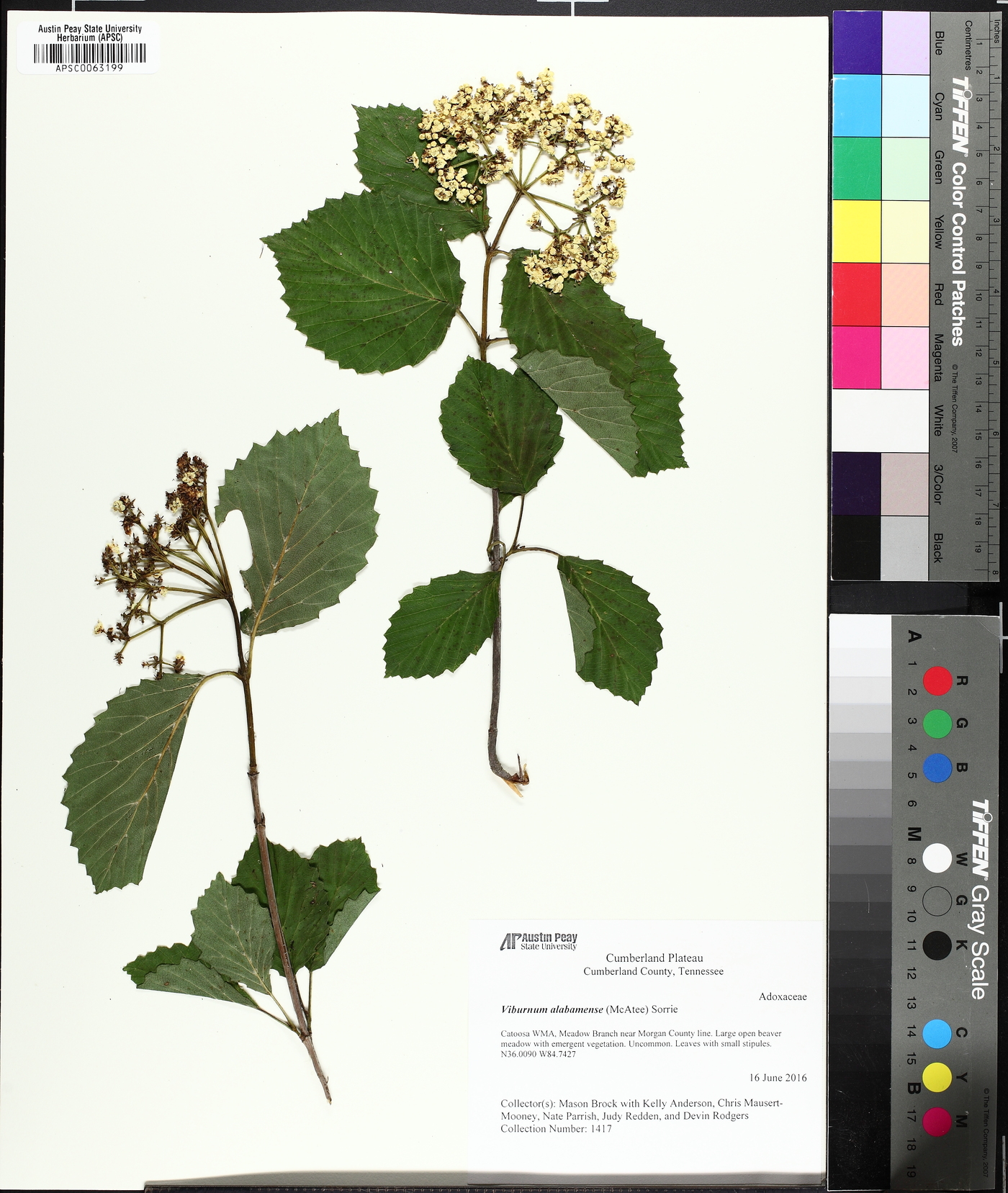Viburnum alabamense image