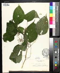 Laportea canadensis image