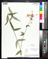 Phlox maculata image