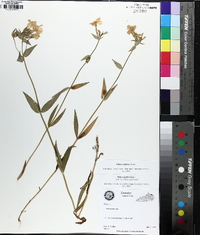 Phlox latifolia image