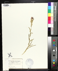 Liatris squarrosa image