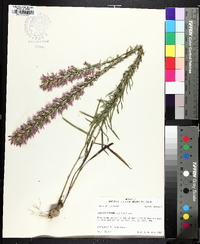 Liatris elegans image