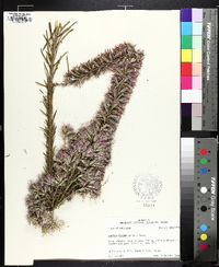 Liatris elegans image