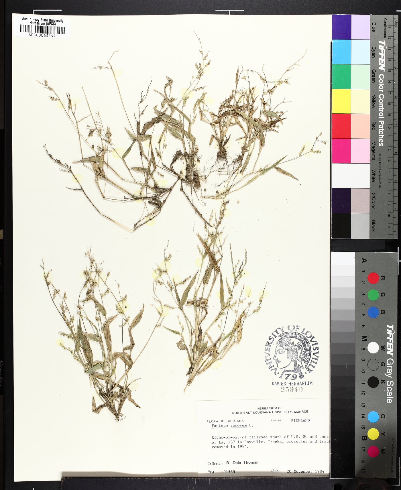 Urochloa reptans image