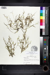 Urochloa reptans image