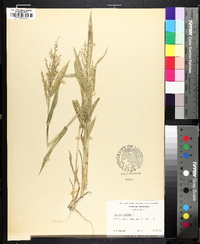 Urochloa ramosa image