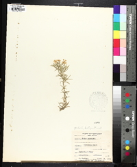 Phlox subulata image