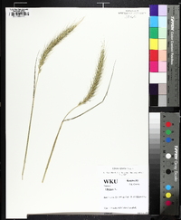 Elymus riparius image