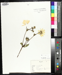 Silphium asteriscus image