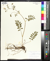 Polemonium reptans image