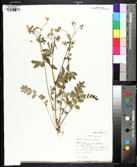 Polemonium reptans image