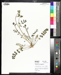 Polemonium reptans image