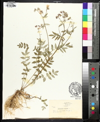 Polemonium reptans image