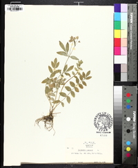 Polemonium reptans image