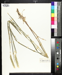 Elymus glabriflorus image