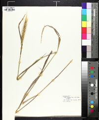 Elymus glabriflorus image