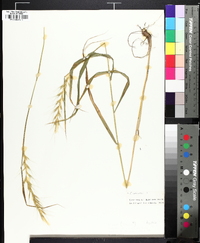 Elymus svensonii image