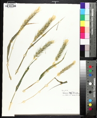 Elymus macgregorii image