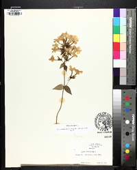 Phlox maculata image