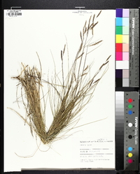 Spartina patens image