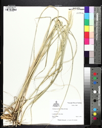 Spartina pectinata image