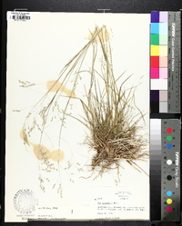 Poa autumnalis image