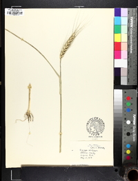 Triticum aestivum image