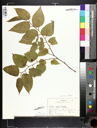 Celtis laevigata image