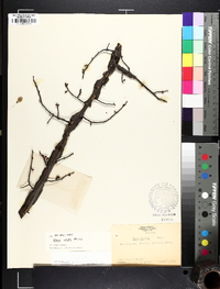 Ulmus alata image