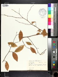 Ulmus alata image