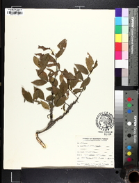 Ulmus alata image