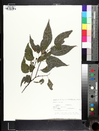 Celtis laevigata image