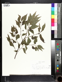 Celtis laevigata image