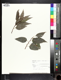 Celtis laevigata image