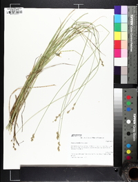 Carex normalis image